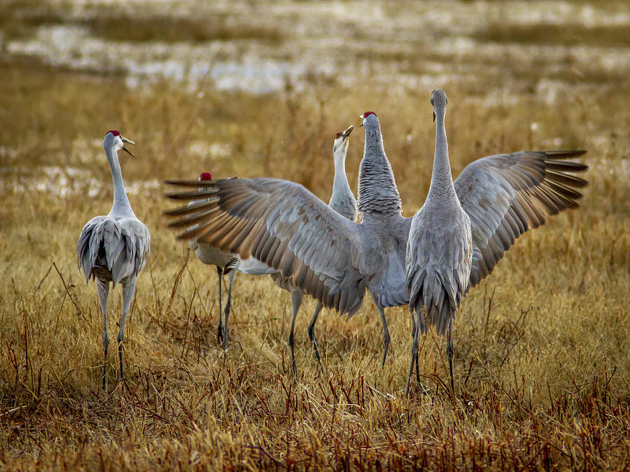 Show Off Cranes Photograph by Jean Noren