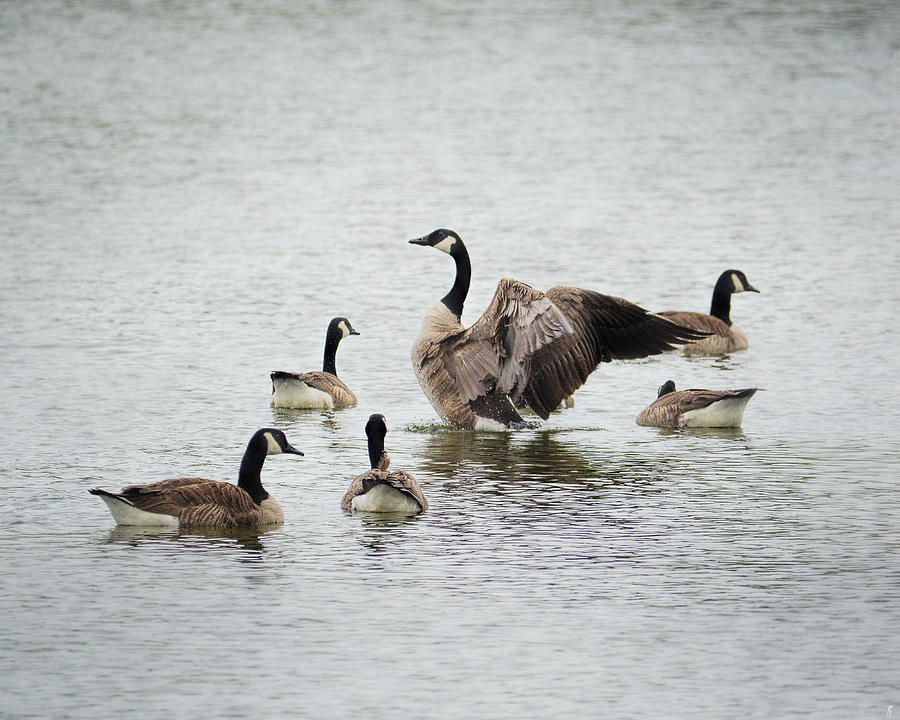 Geese Photograph - Show Off by Jai Johnson