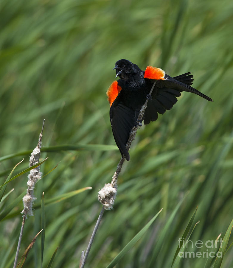 Blackbird Photograph - Show Off.. by Nina Stavlund