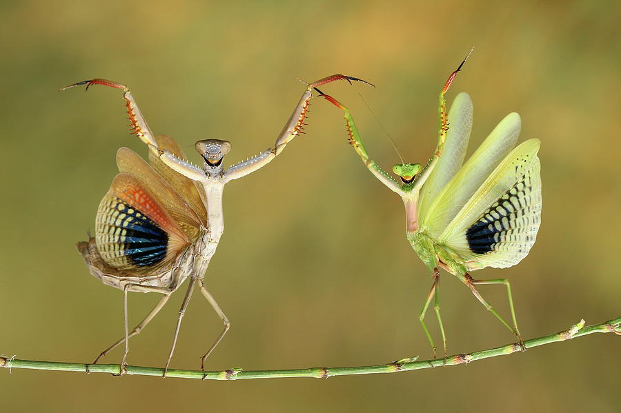 Mantis Photograph - Show Time by Hasan Baglar
