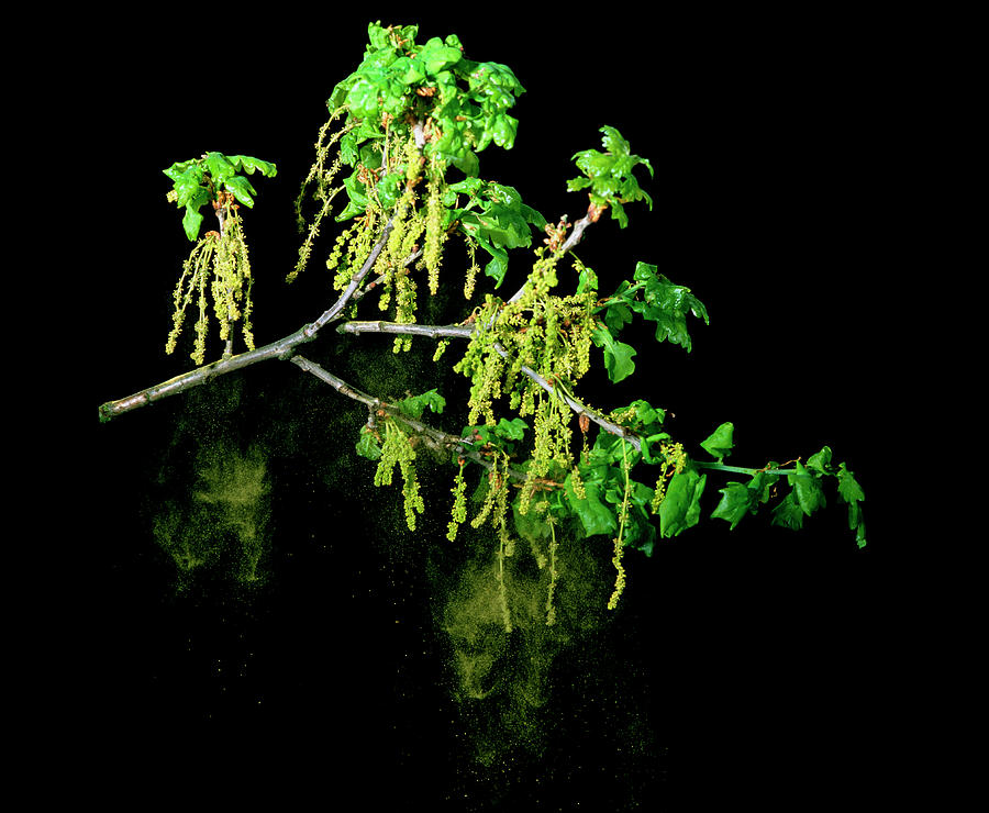 Shower Of Pollen From An Oak Tree Photograph by Dr Jeremy Burgess/science Photo Library Pixels