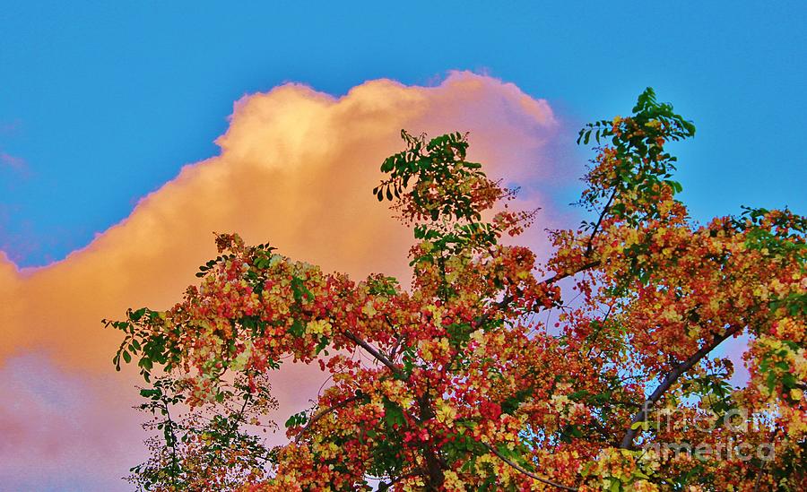 Shower Tree with Matching Cloud Photograph by Craig Wood