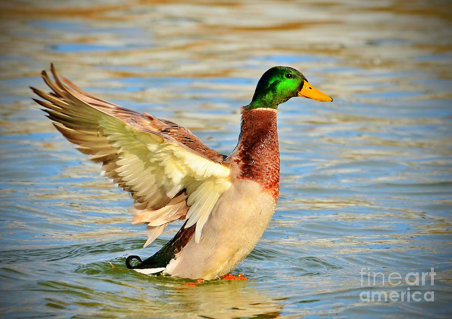 Duck Photograph - Showing Off In The Setting Sun by Kathy Baccari
