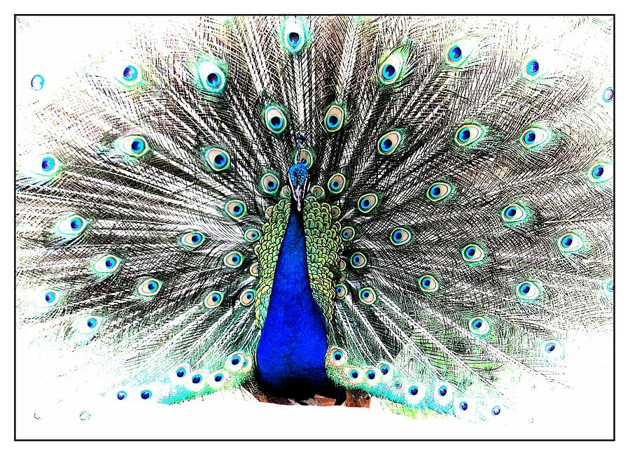 Peacock Photograph - Showing Off by Joyce Baldassarre
