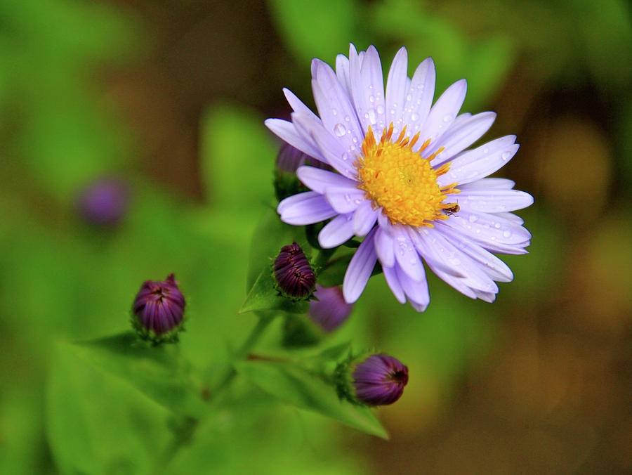 Showy Aster Photograph by Ed Riche