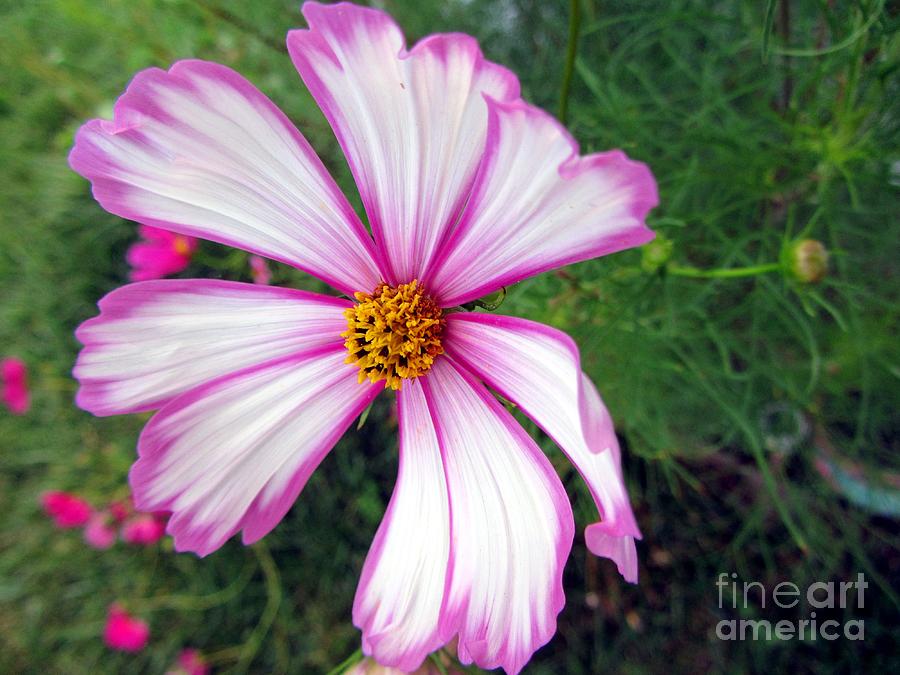 Showy Cosmos Flower Photograph by Susan Carella