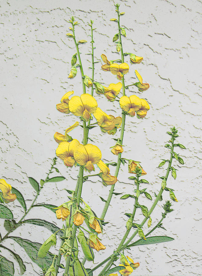 Showy Crotalaria Photograph by Rosalie Scanlon