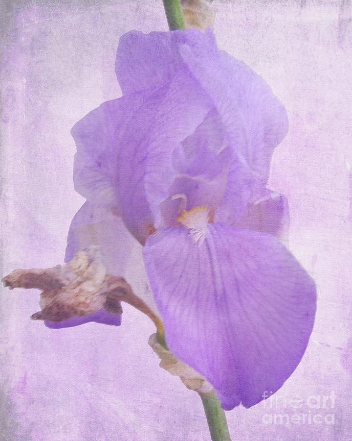 Showy Iris Photograph by Scott Cameron