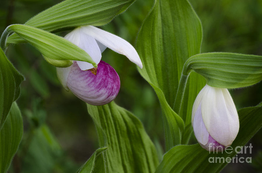 Orchid Photograph - Wildflowers Showy Lady Slipper by Bob Christopher