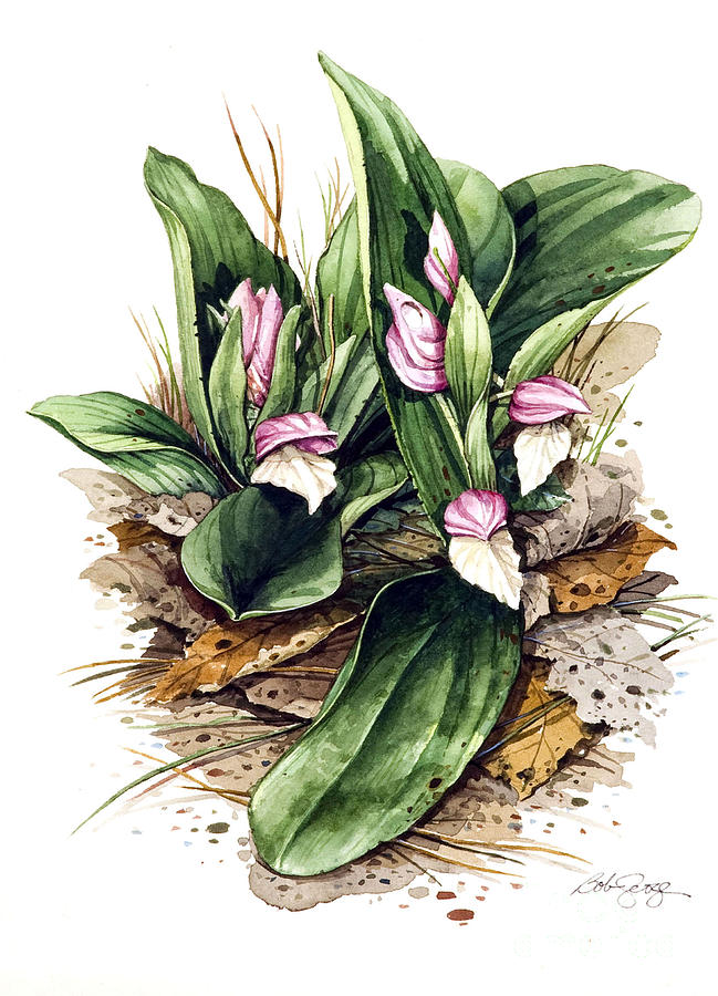 Showy Orchis Painting by Bob  George