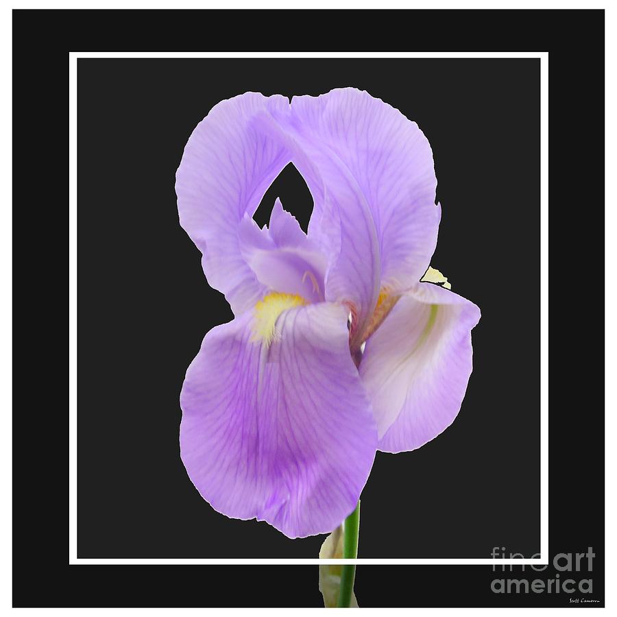 Showy Purple Iris Photograph by Scott Cameron
