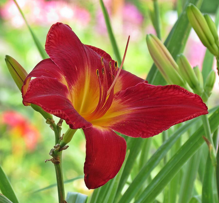 Showy Red Photograph by MTBobbins Photography - Fine Art America