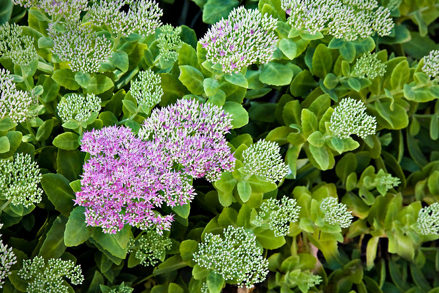 Showy Stonecrop Photograph by Hal Horwitz - Fine Art America