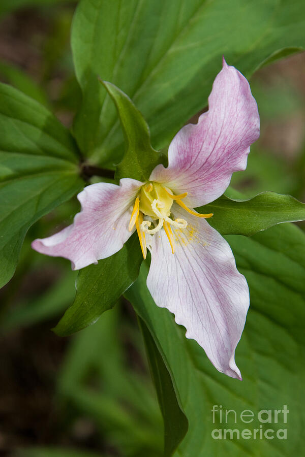 Showy Trillium Flower Photograph by Chris Scroggins