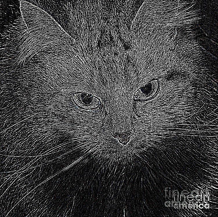 Cat Photograph - Shpooleete. Digital Cat Portrait in Black and White. by Ausra Huntington nee Paulauskaite