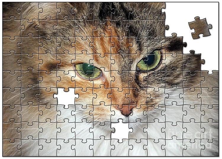 Cat Photograph - Shpooleete. The Kitty Puzzle by Ausra Huntington nee Paulauskaite
