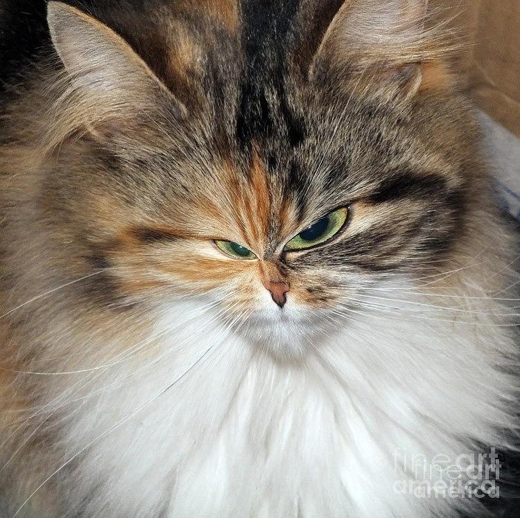 Cat Photograph - Shpooleete The Mean Kitty by Ausra Huntington nee Paulauskaite