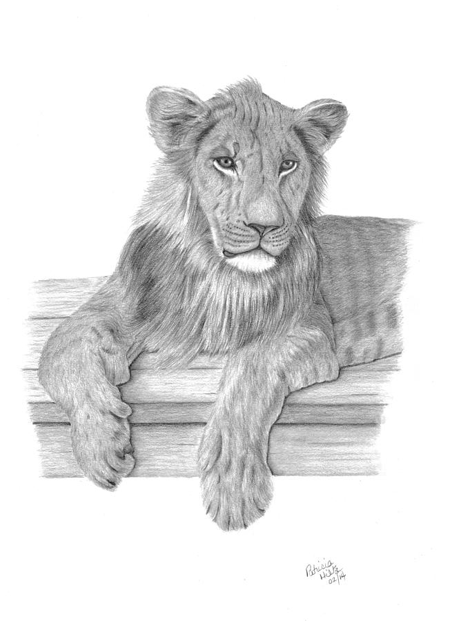 Lion Drawing - Strek The Future King by Patricia Hiltz