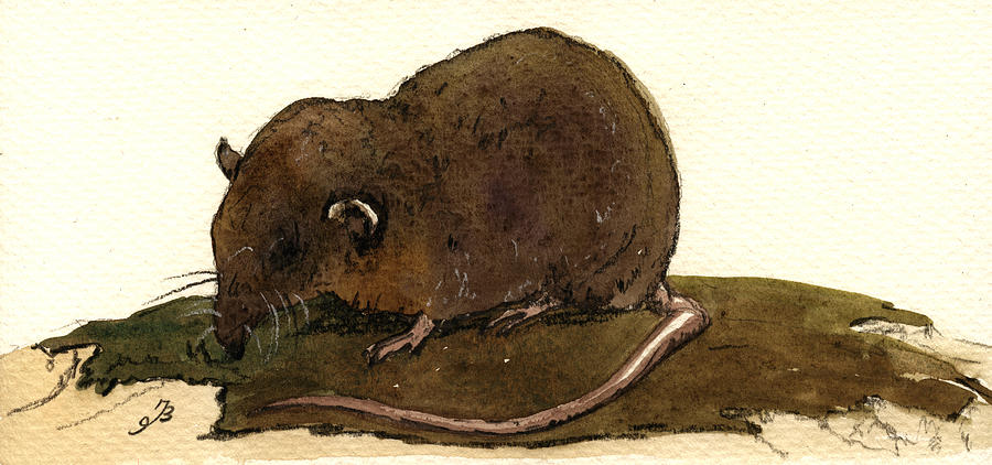 Wildlife Painting - Shrew mouse by Juan  Bosco