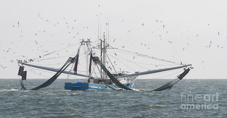 Boat Photograph - Shrimp Boat and Birds by Cathy Lindsey
