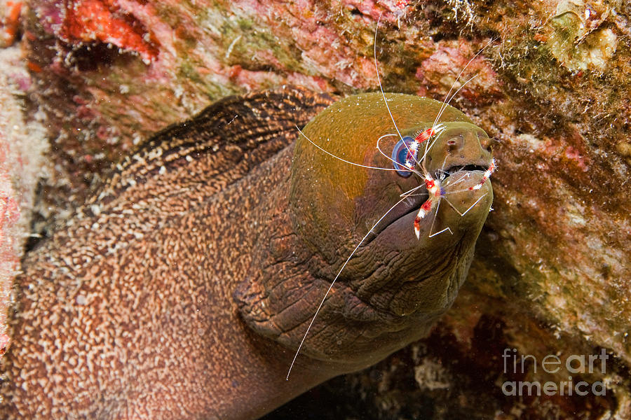 Shrimp Cleans Moray Eel Photograph by David Fleetham