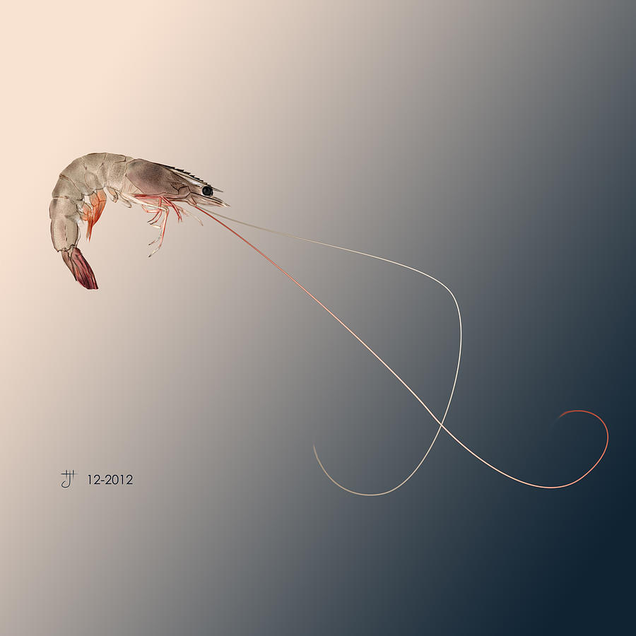 Shrimp Painting by Hayden Hammond