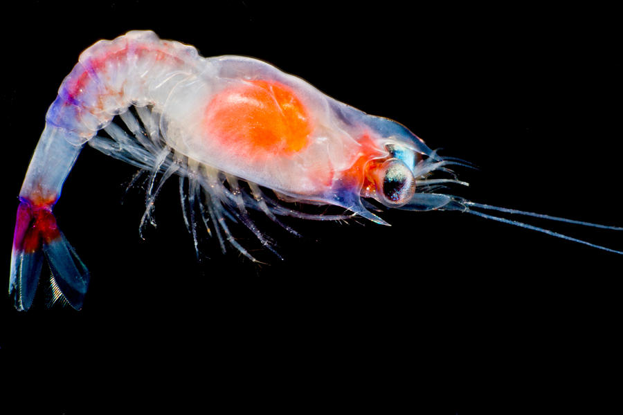 Shrimp Larva Possibly Aristeidae Sp Photograph by Danté Fenolio - Fine ...