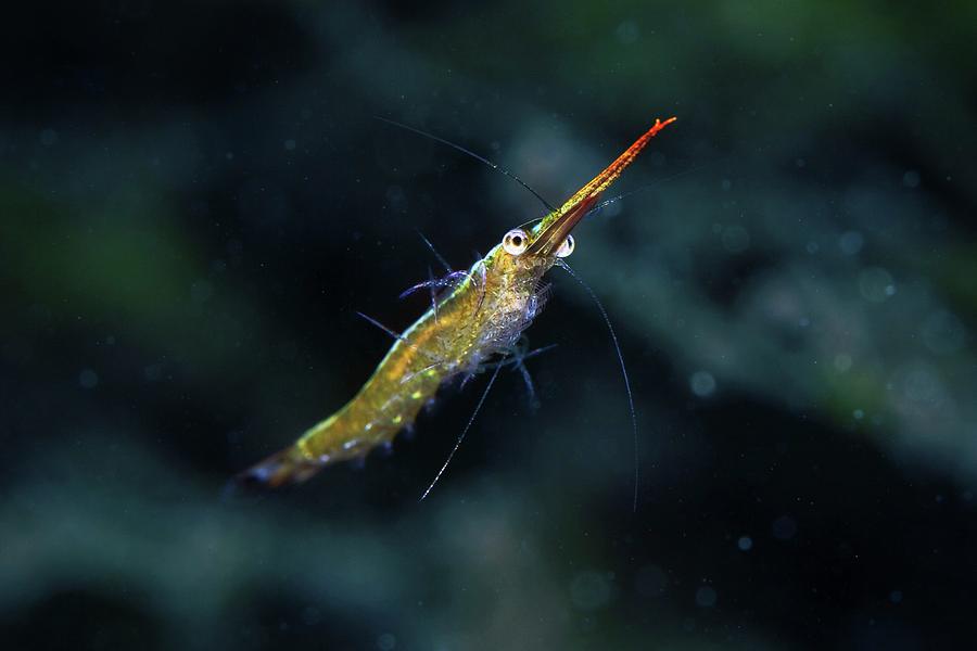 Shrimp Walker on a shrimp  IMAGINE!!! A shrimp that swims