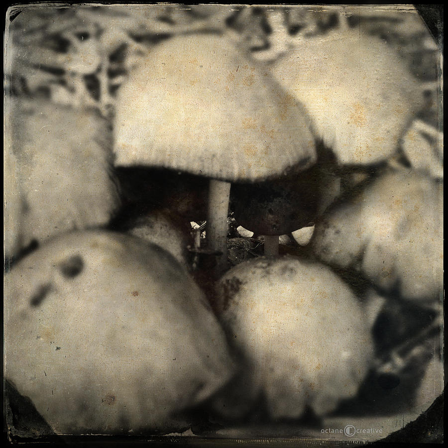 Shroom Cafe Photograph by Tim Nyberg