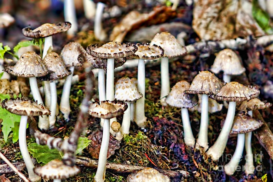 Shroom Forest Photograph by Gary Holmes