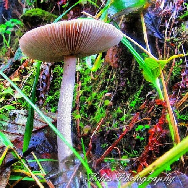 Mushroom Photograph - Shroom by Kobes Photography