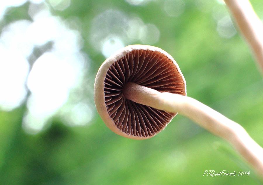 Shroom Photograph by PJQandFriends Photography