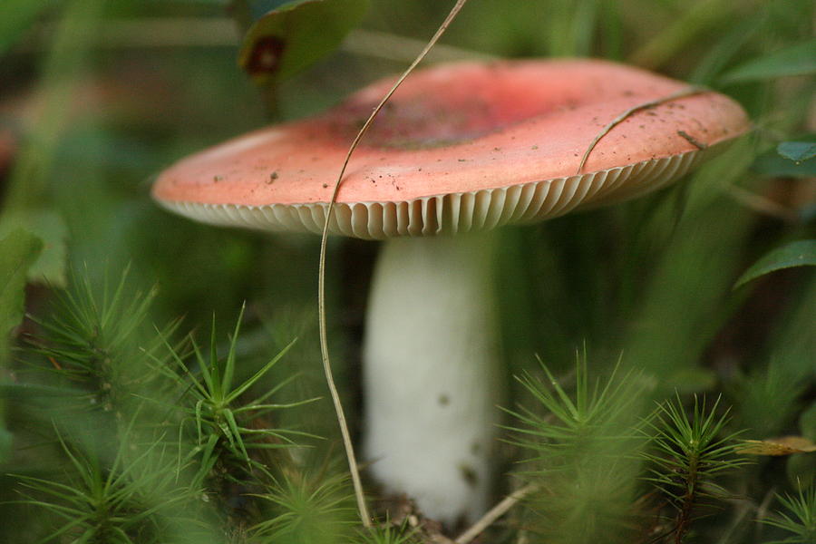 Mushroom Photograph - Shroomery by Neal Eslinger