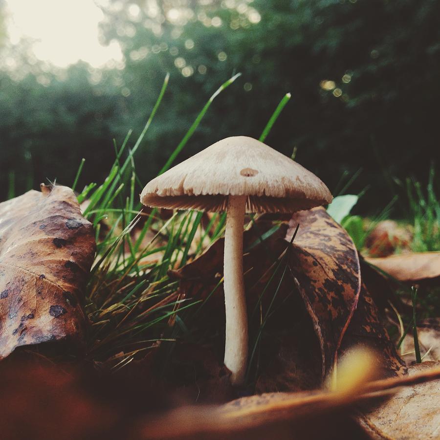 Shroomin Photograph by Nikki Watson McInnes - Fine Art America