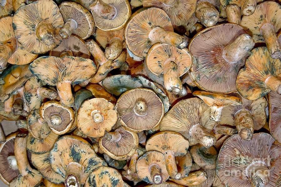 Shrooms Photograph by Bob Phillips