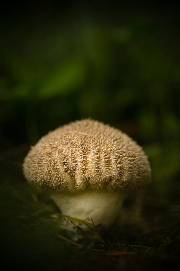 Mushroom Photograph - Shroomy by Shane Holsclaw