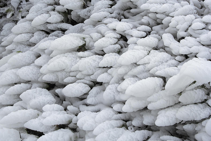 Shrub Plant Covered In Frozen Ice Photograph