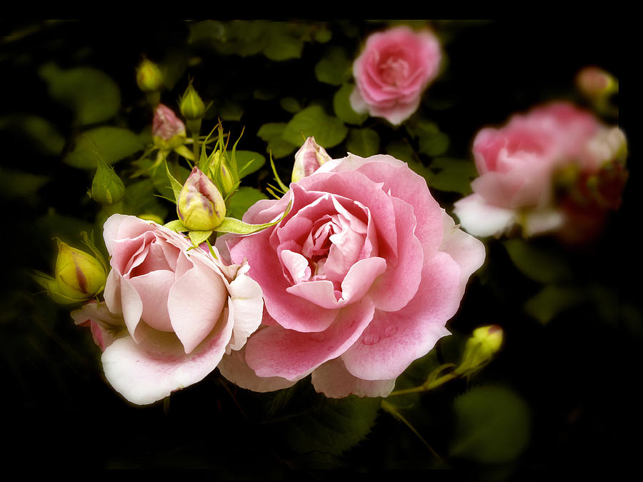 Shrub Rose Photograph by Jessica Jenney