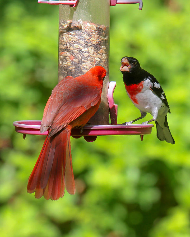 Shut Up Photograph by Robert L Jackson - Fine Art America