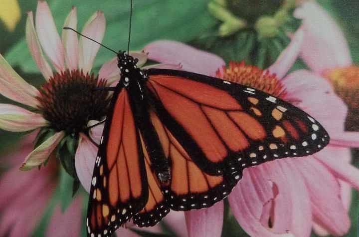 Butterfly Photograph - Shutterbug by Patty Brown Butterfly Photograph - Shutterbug by Patty Brown