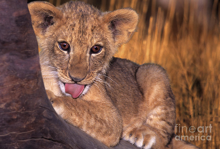 Shy African Lion Cub Wildlife Rescue Photograph by Dave Welling