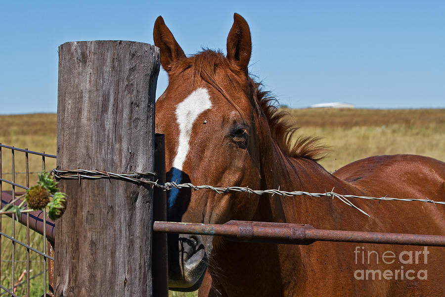 Horse Photograph - SHY by Ashley M Conger