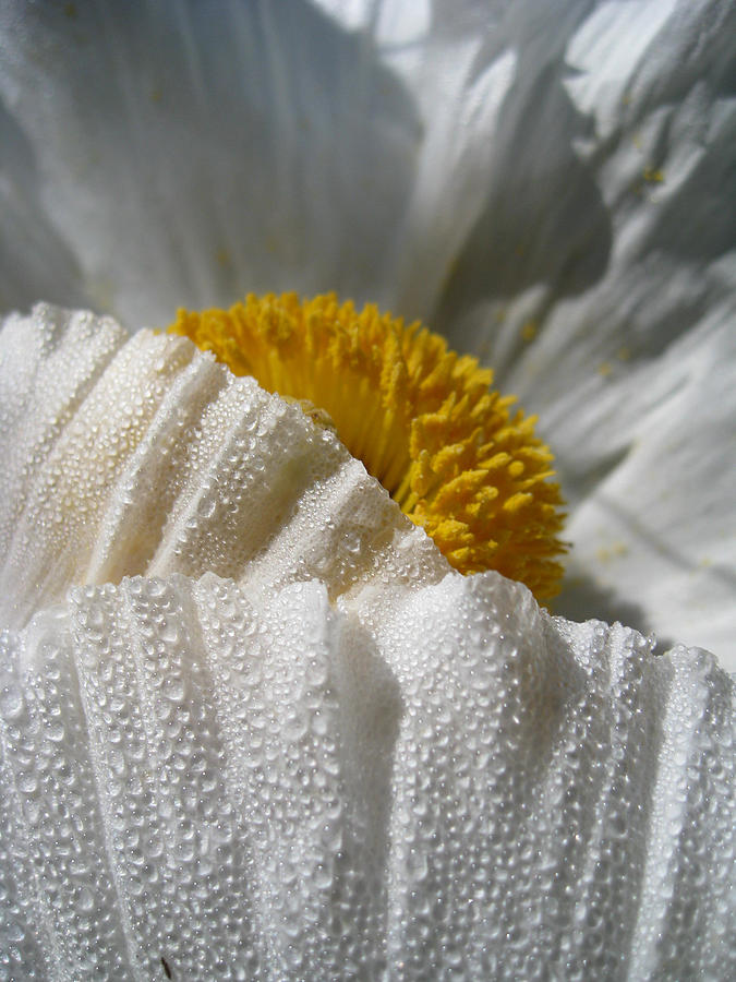 Shy Blossom Photograph by Noa Mohlabane
