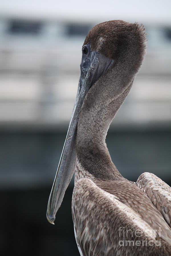 Bird Photograph - Shy Brown Pelican by Carol Groenen
