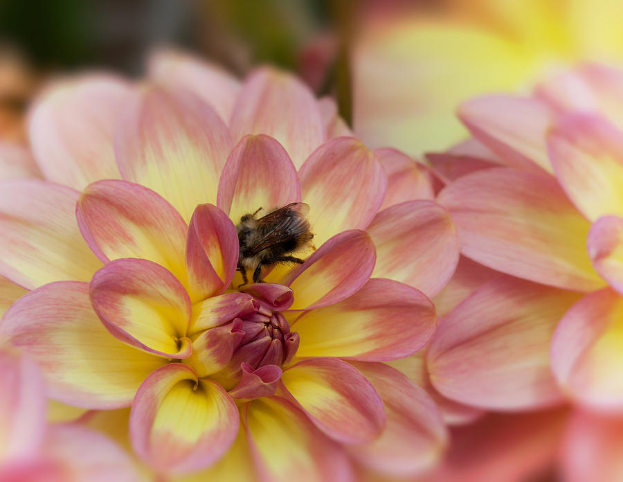 Shy Bumblebee  Photograph by Mark Alder