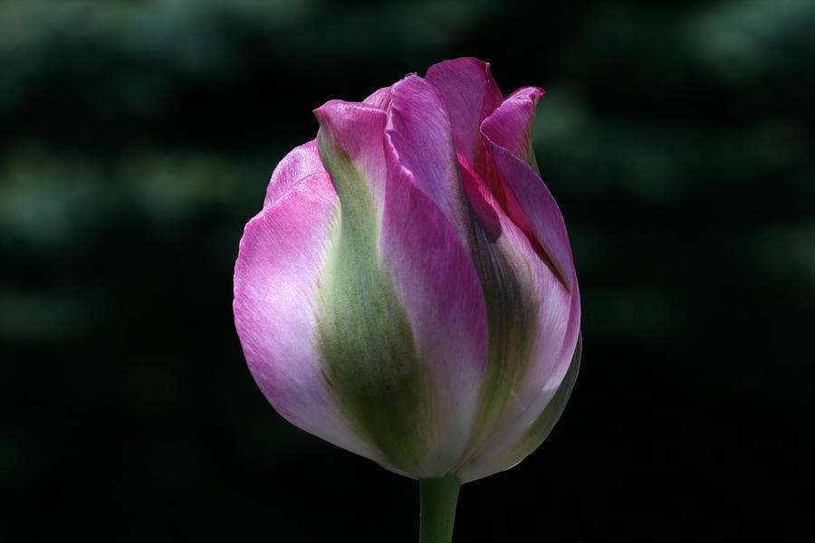 Tulip Photograph - Shy by Doug Norkum