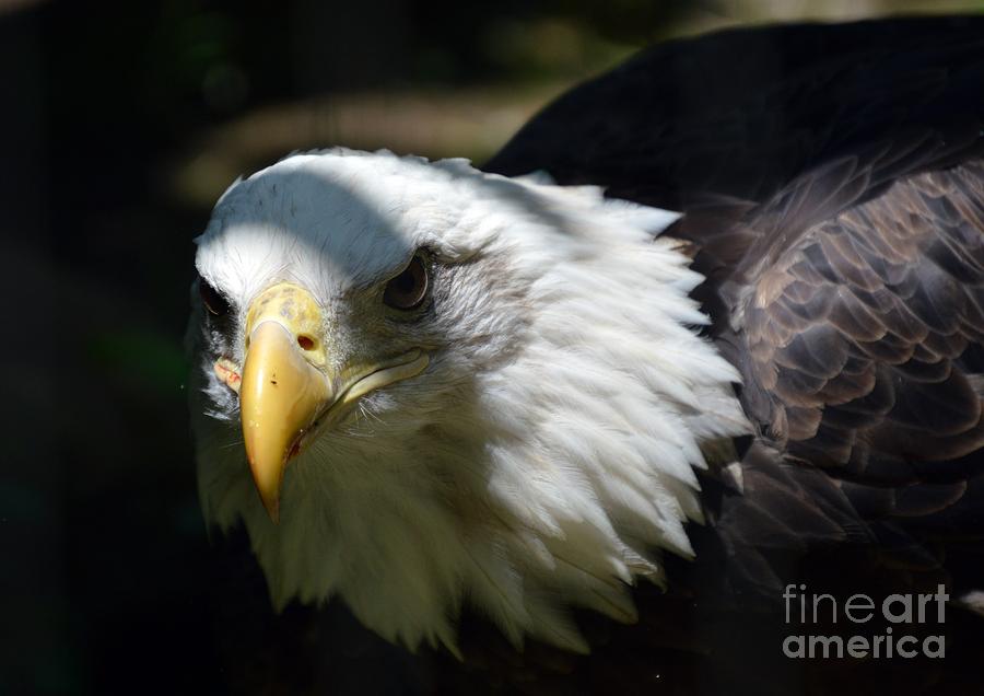 Shy Eagle Photograph by Lynellen Nielsen