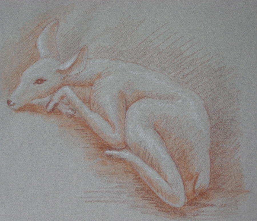 Deer Drawing - Shy Fawn by Deborah Dendler