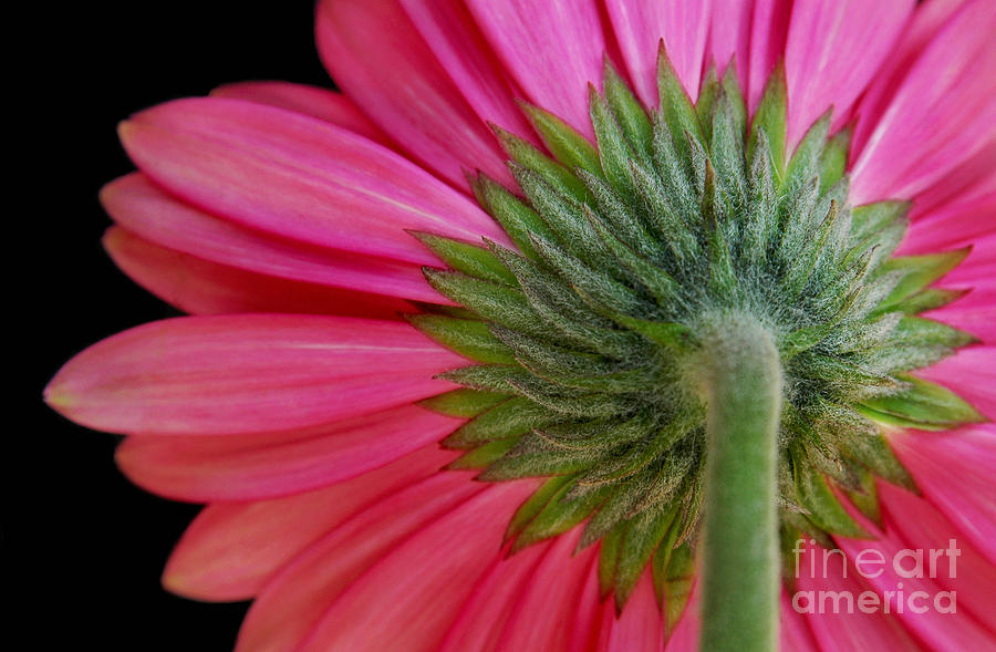 Flower Photograph - Shy Flower by Dan Holm