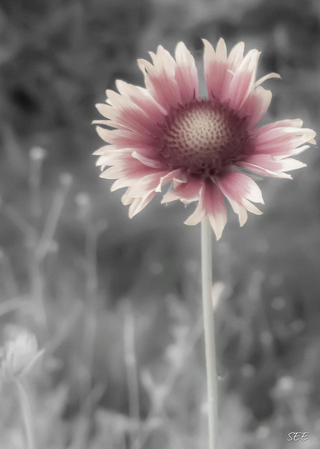 Flower Photograph - Shy Gaillardia by Susan Eileen Evans